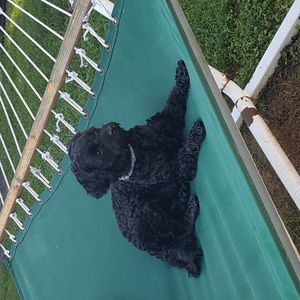 Meet your Posher, Domenico